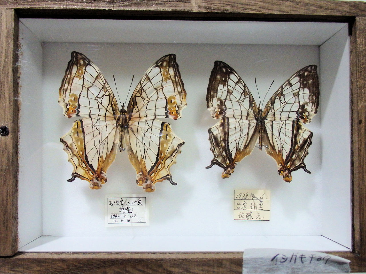 パターンA 簡易木製標本箱 平面標本5点セット04 | オオクワ京都昆虫館