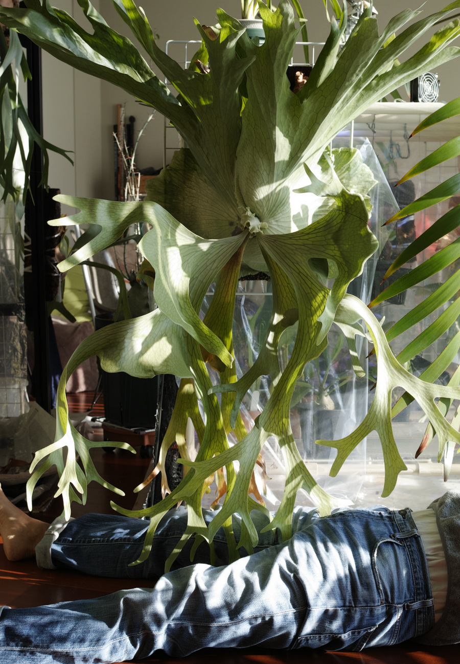 ビカクシダセット15株 エルサOC、ミスタースーダンOC、ギンカなど