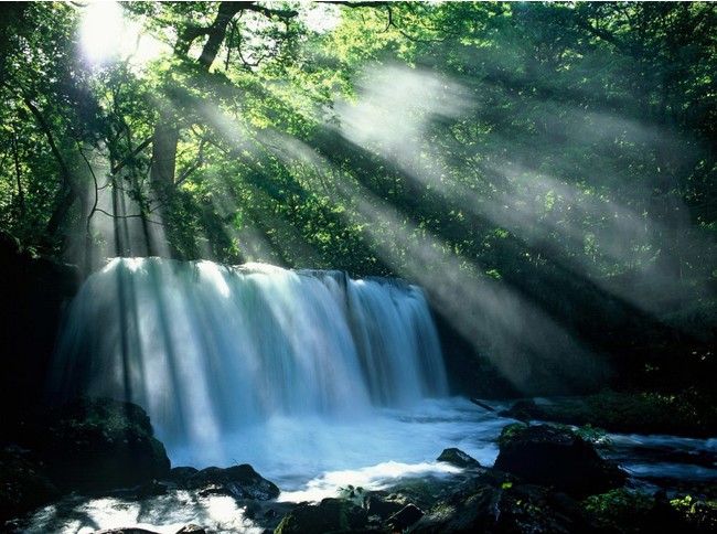 青森県十和田市】オンラインネイチャーツアー 奥入瀬渓流コケさんぽ
