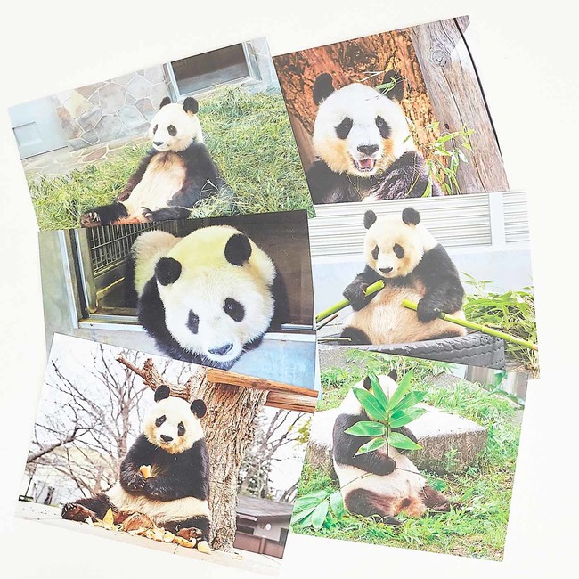 飼育員さんの愛から生まれた 神戸市立王子動物園のパンダ・タンタンの