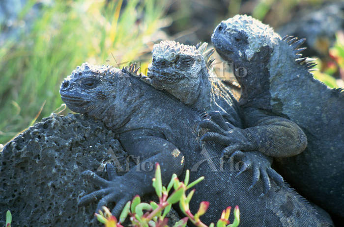 ガラパゴス諸島 ウミイグアナ [5105640]の写真素材 - アフロ