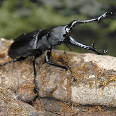 ギラファノコギリクワガタ - カブトムシ・クワガタムシ - ペット - Y