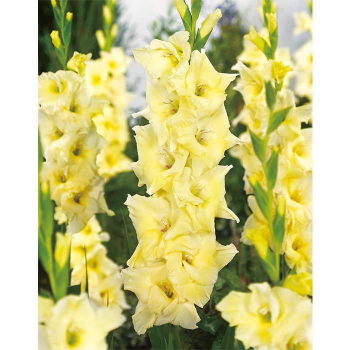 グラジオラス スピードデート｜種（タネ）,球根,苗,資材,ガーデニング