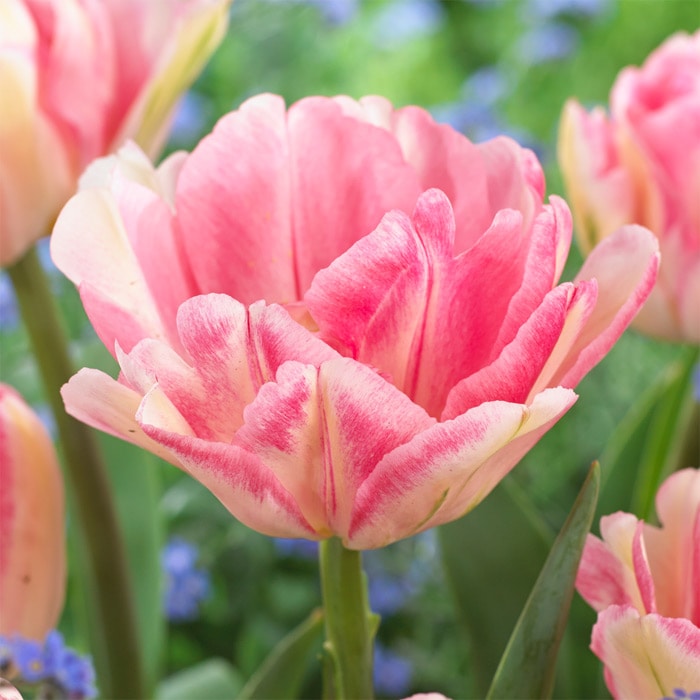 チューリップ 八重咲き フォックストロット｜種（タネ）,球根,苗,資材