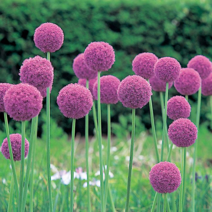 アリウム ギガンチューム｜種（タネ）,球根,苗,資材,ガーデニング