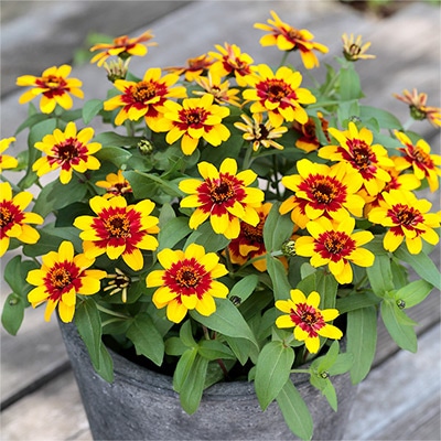 ジニア（百日草） プロフュージョン レッドイエローバイカラー｜種