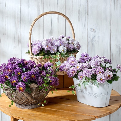 ビオラ ポンゼヴェールCOCO 見計らい｜種（タネ）,球根,苗,資材