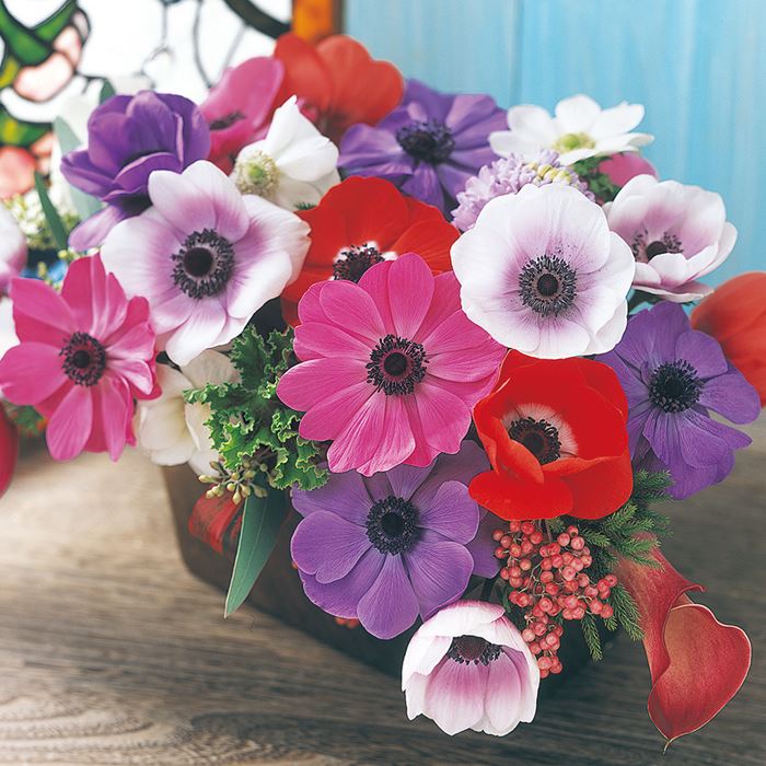 アネモネ ポルト ブルー｜種（タネ）,球根,苗,資材,ガーデニンググッズ