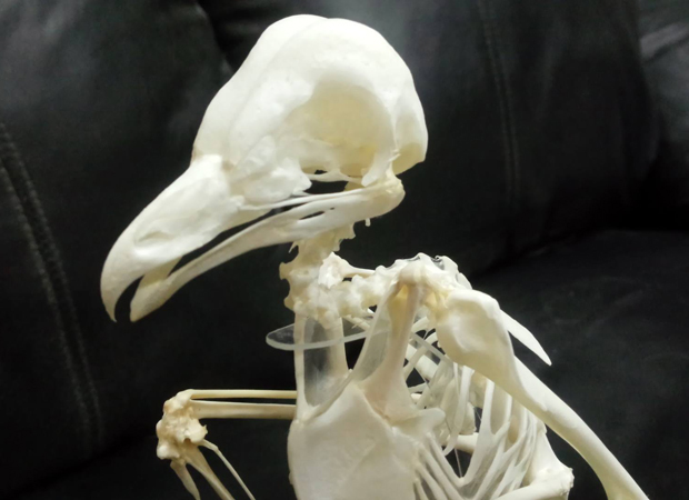 メンフクロウ☆全身骨格標本☆Scientific posing ver.