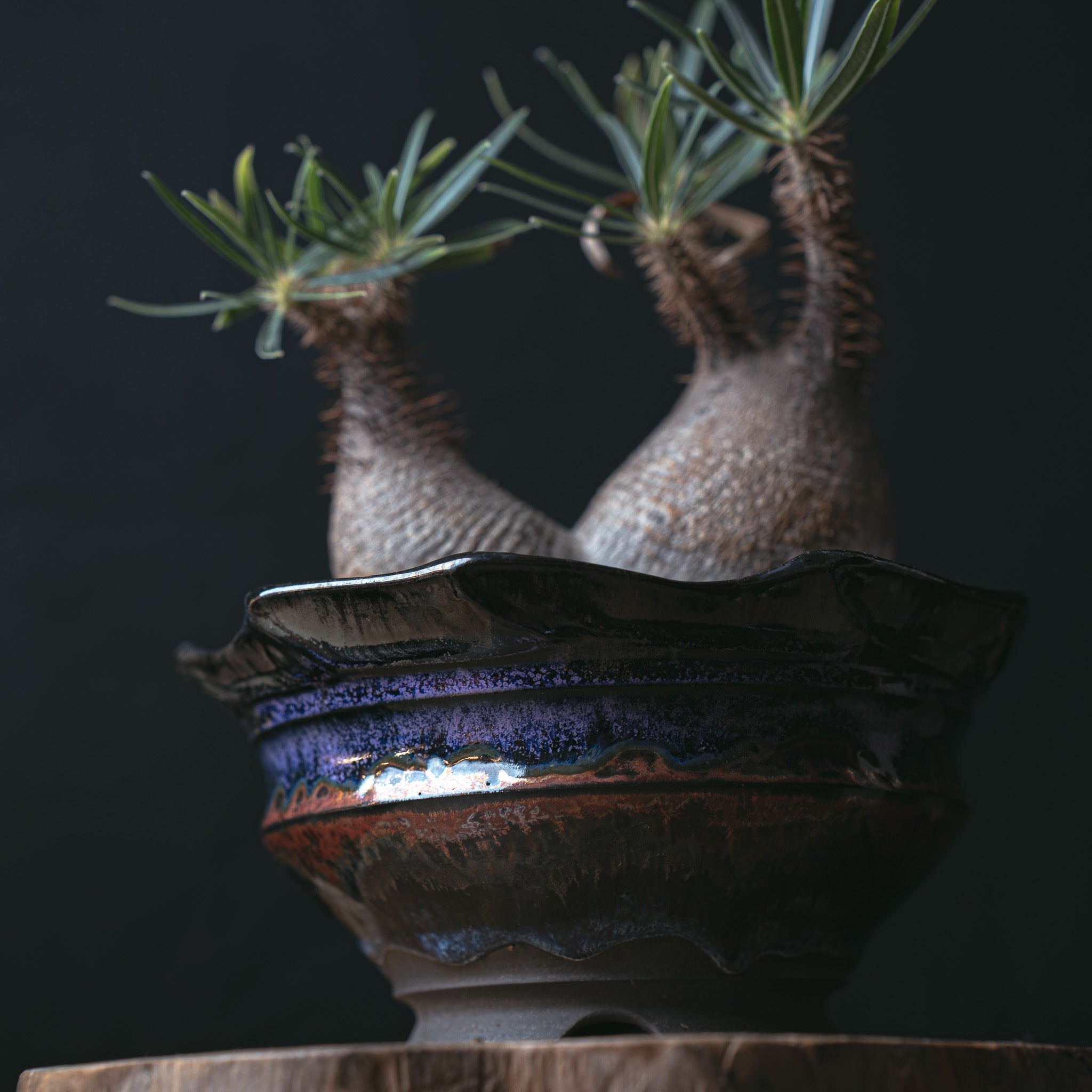 パキポディウム グラキリス二頭 闇炎植栽 – Sigma Plants