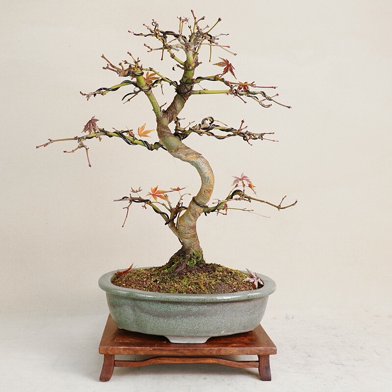 楽天市場】盆栽：山紅葉 現品*山もみじ モミジ Momiji bonsai 小品盆栽