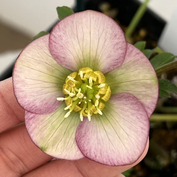 楽天市場】珍しい クリスマスローズ原種 クロアチカス苗/販売/通販