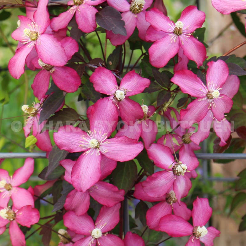 楽天市場】クレマチス モンタナ 'エリザベス' 1年苗 : おぎはら植物園