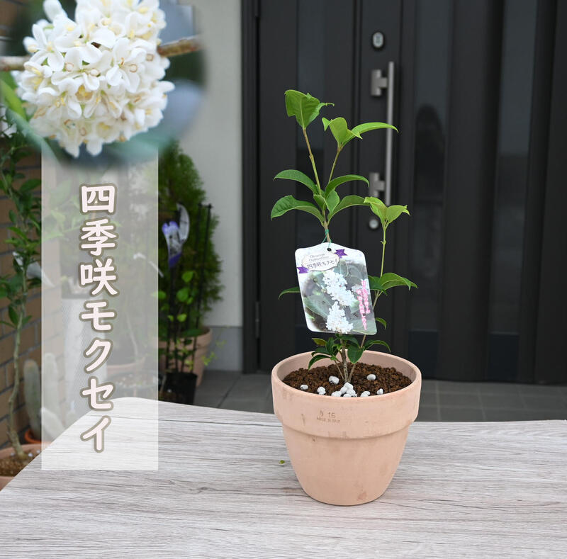 楽天市場】お届けは2026年開花見込みとなりますギンモクセイ 鉢植え 銀