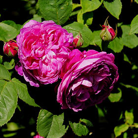 冬季限定 自家製の台木｜バラ苗の通販の篠宮バラ園