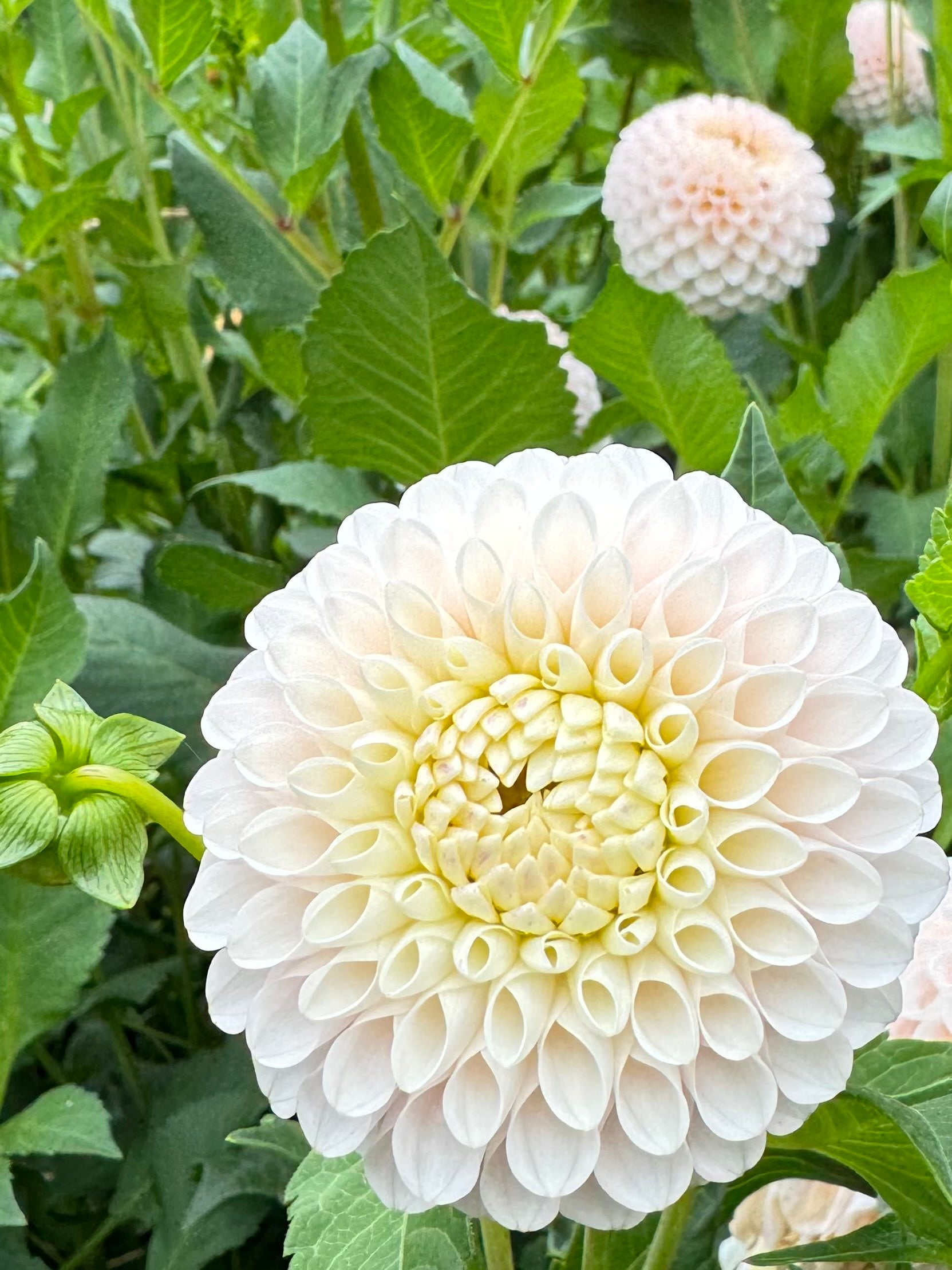 20th Ave Memory – Sly Hill Flowers