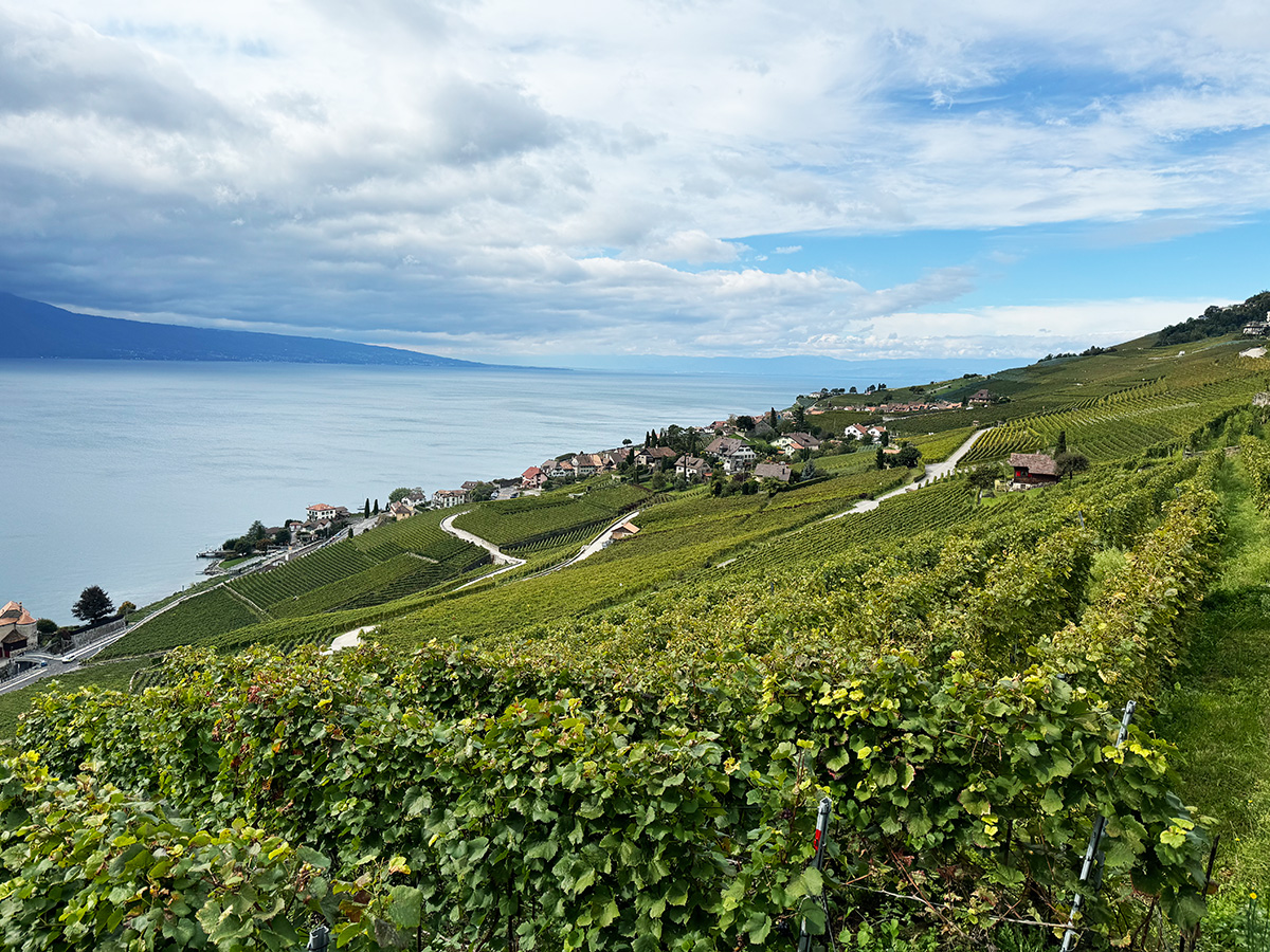 世界遺産ラヴォー地区の葡萄畑｜ハイキング・ワイン試飲を楽しもう！
