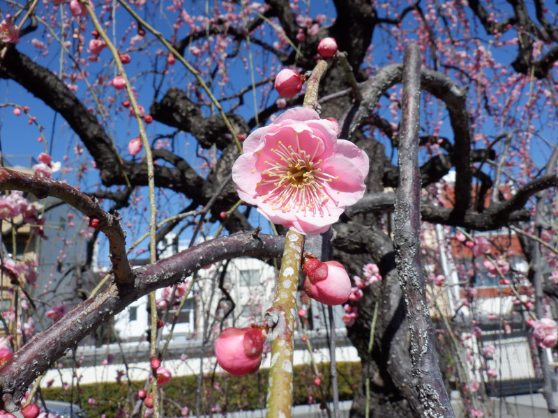 枝垂れ梅 | Prunus mume pendula | かぎけん花図鑑