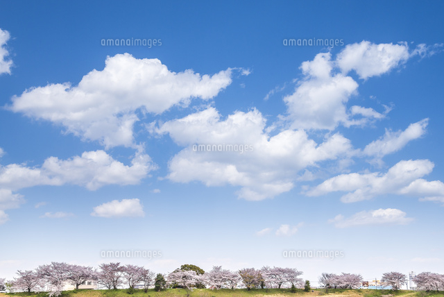 青空と雲とサクラ並木を見る風景[10573005750]の写真・イラスト素材