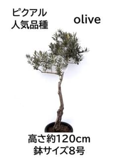 オリーブの木 古木 ピクアル 8号 約120cm K-351 人気品種 現品掲載