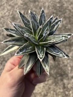 アガベ 姫笹の雪 白外斑入 子株3個付 極上株 - メルカリ