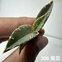 2026年最新】アガベ星空の人気アイテム - メルカリ