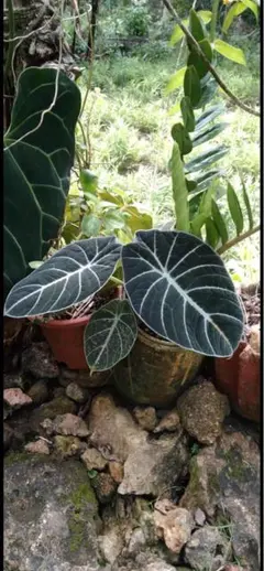 原種 世界最大 アロカシア ロブスタ サトイモ科 アロイド パルダリウム