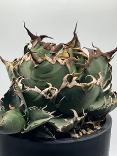 2026年最新】アガベ シーザー 子株の人気アイテム - メルカリ