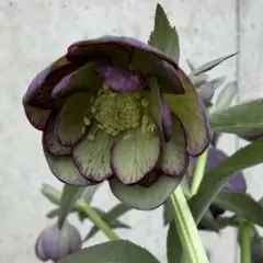 2026年最新】クリスマスローズウインターシンフォニー の人気アイテム