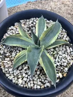 2026年最新】オルカ アガベの人気アイテム - メルカリ