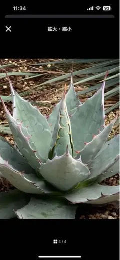 2026年最新】超希少 アガベの人気アイテム - メルカリ