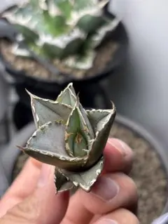 2026年最新】チタノタ錦 アガベの人気アイテム - メルカリ