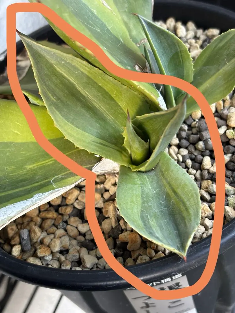 2026年最新】オバティフォリア 斑の人気アイテム - メルカリ