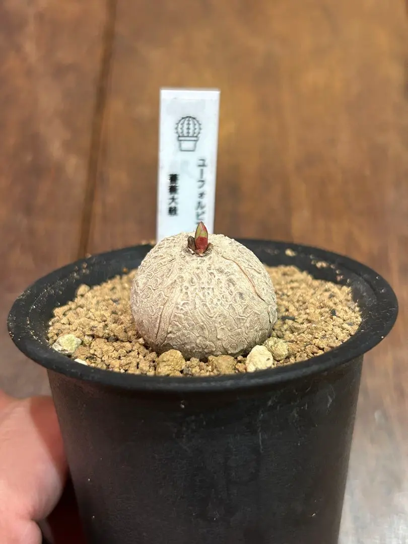 2026年最新】ユーフォルビア薔薇大戟の人気アイテム - メルカリ