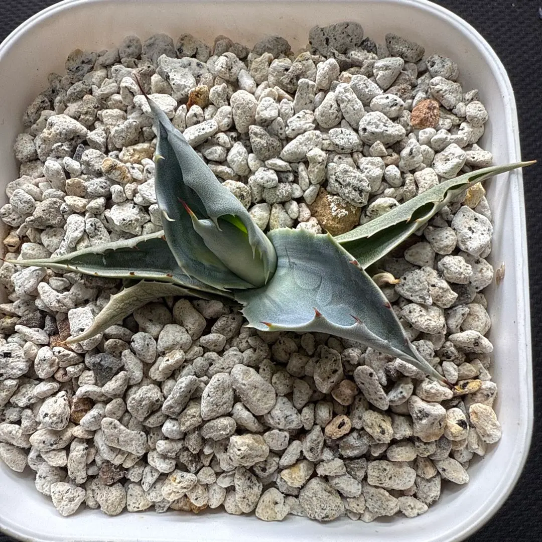 2026年最新】アウェイクニングエンジェルの人気アイテム - メルカリ