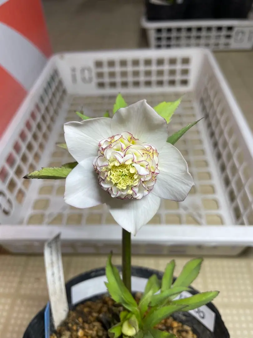 2026年最新】加藤農園モーリーの人気アイテム - メルカリ