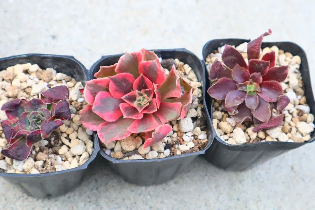 2026年最新】アエオニウム美姫の人気アイテム - メルカリ