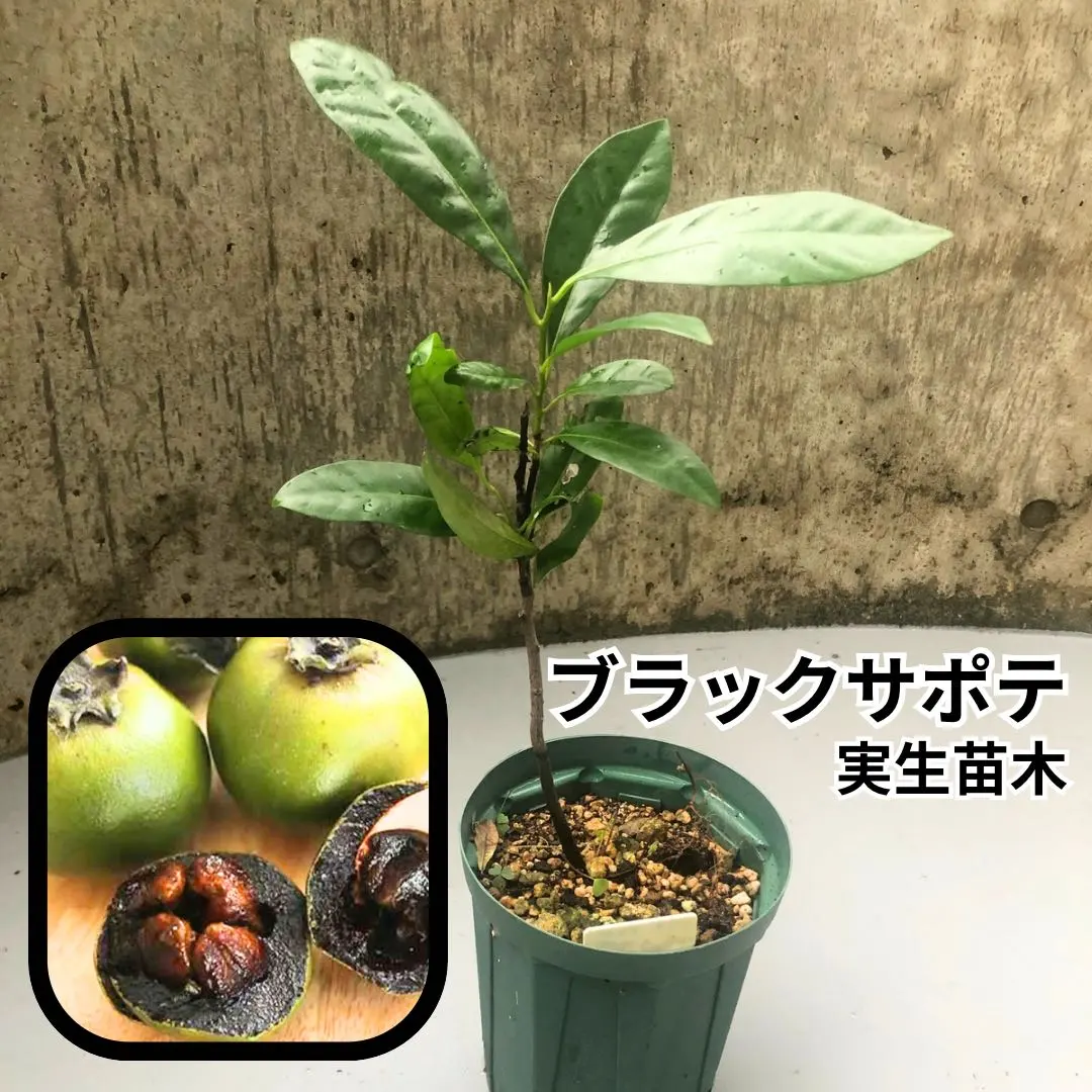 2026年最新】ブラックサポテ苗の人気アイテム - メルカリ