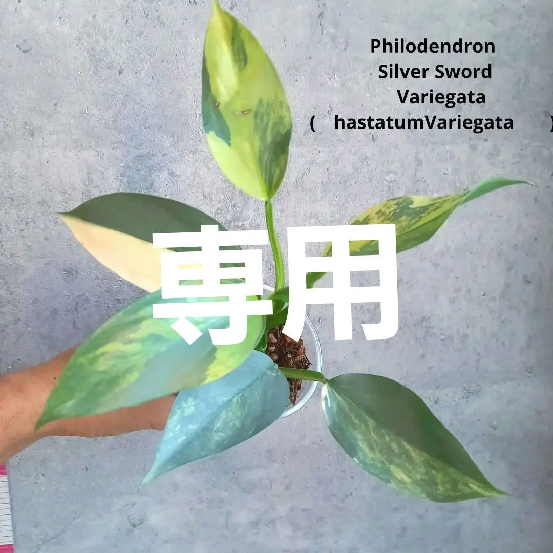 2026年最新】フィロデンドロンシルバーソードの人気アイテム - メルカリ