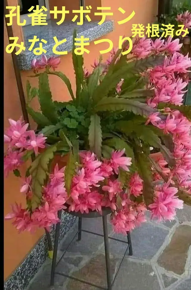 2026年最新】クジャクサボテンみなとまつりの人気アイテム - メルカリ