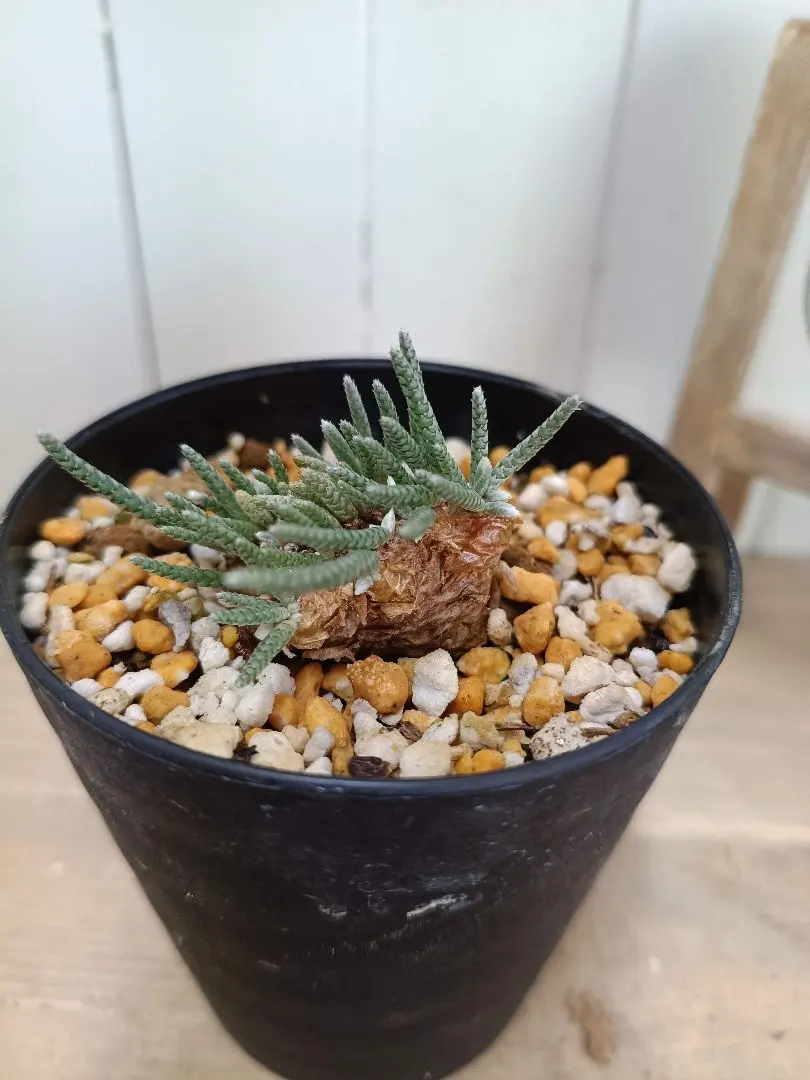 2026年最新】アボニア クイナリアの人気アイテム - メルカリ