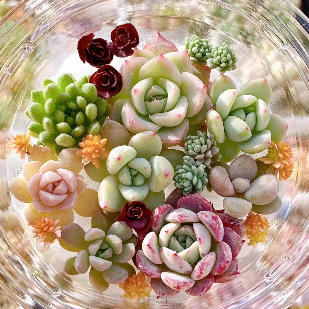 2026年最新】ぼのぼのさん交配の人気アイテム - メルカリ