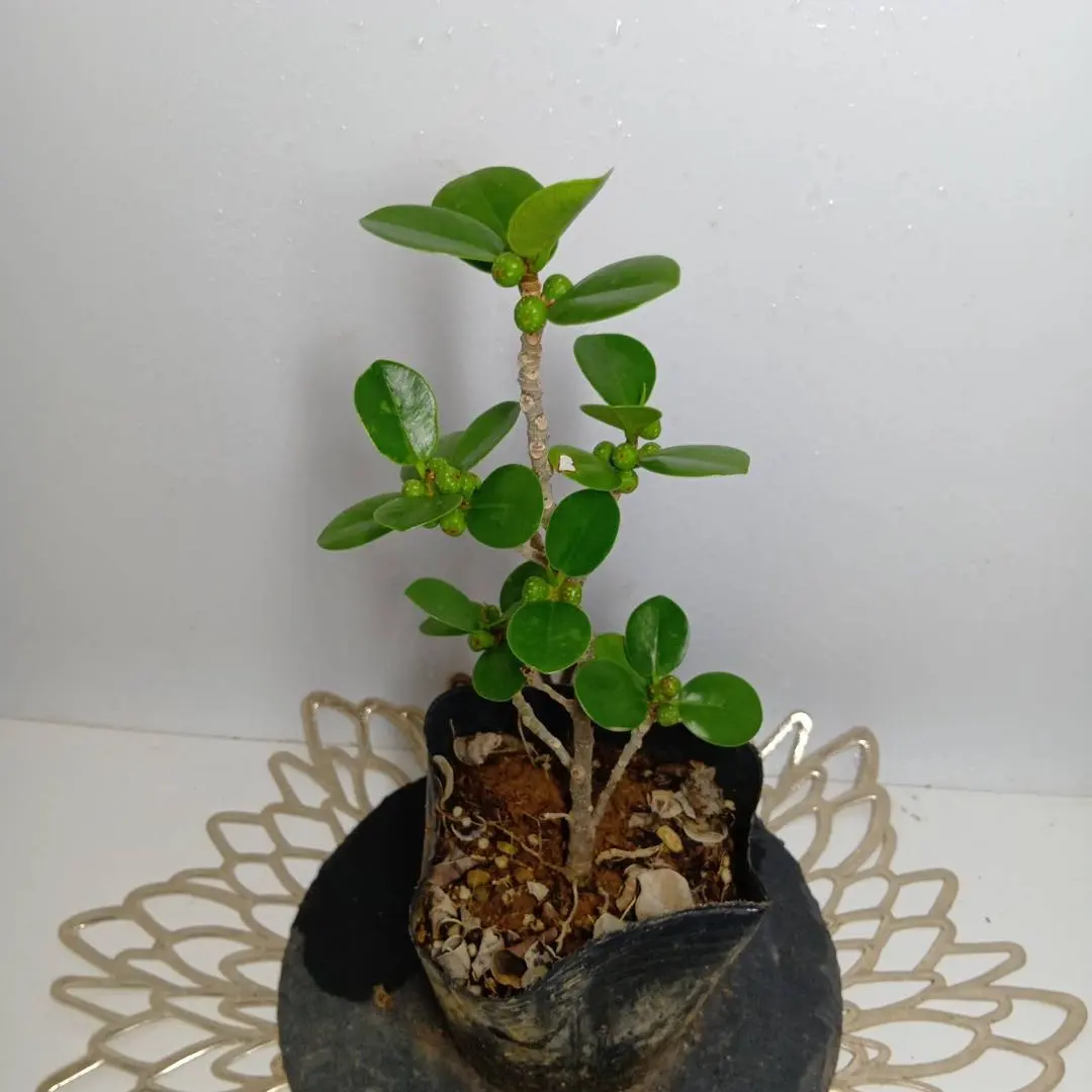 2026年最新】パンダガジュマル 斑入りの人気アイテム - メルカリ