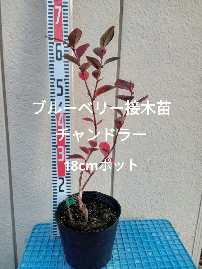 2026年最新】ブルーベリー 苗木 チャンドラーの人気アイテム - メルカリ