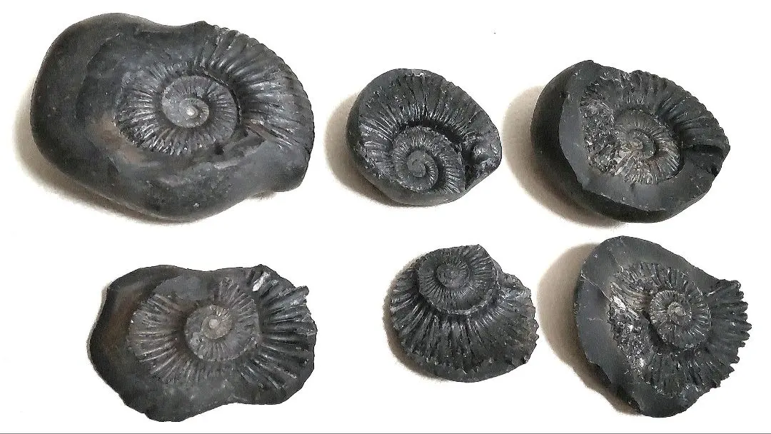 2026年最新】ネパール アンモナイトの人気アイテム - メルカリ