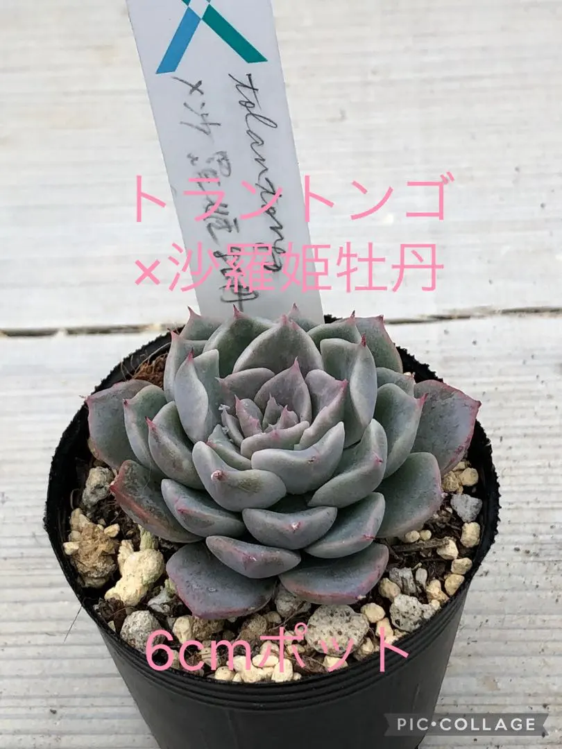 2026年最新】トラントンゴの人気アイテム - メルカリ