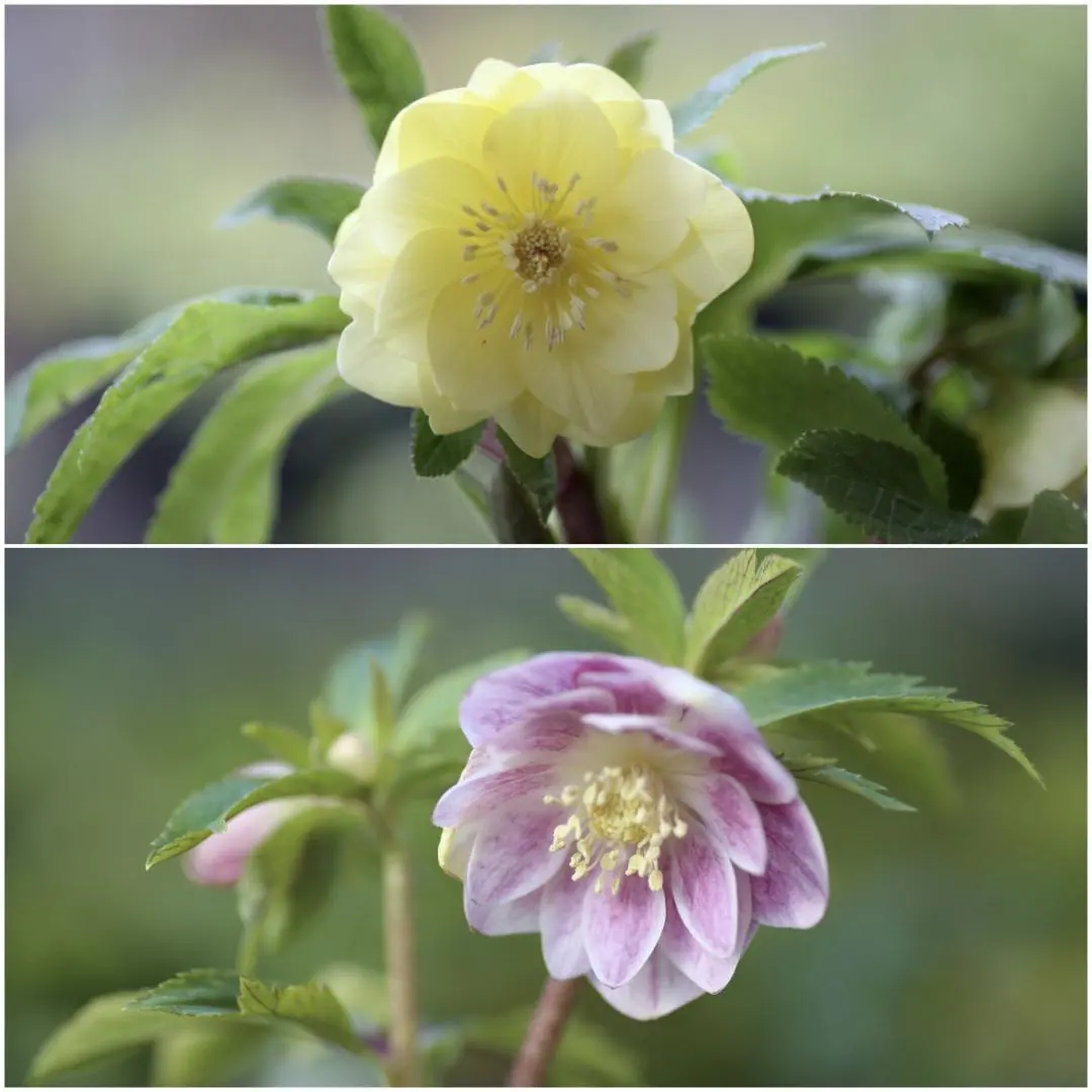 2026年最新】かぐや姫 クリスマスローズの人気アイテム - メルカリ