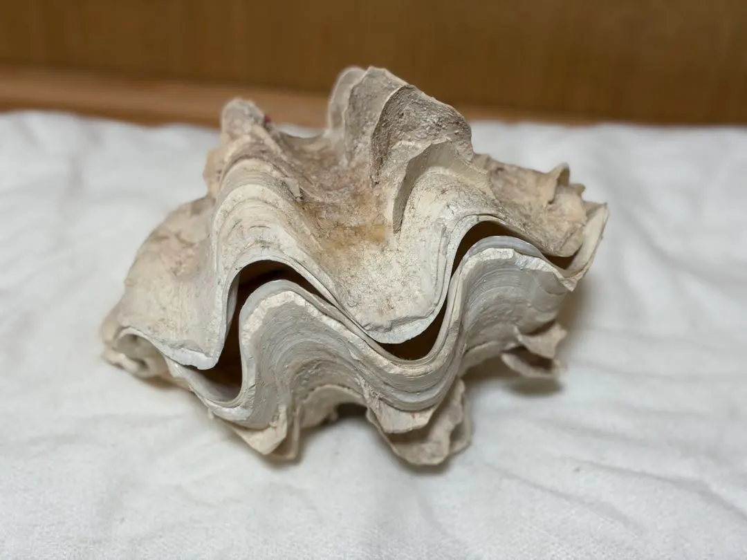 2026年最新】シャコガイ 貝殻の人気アイテム - メルカリ