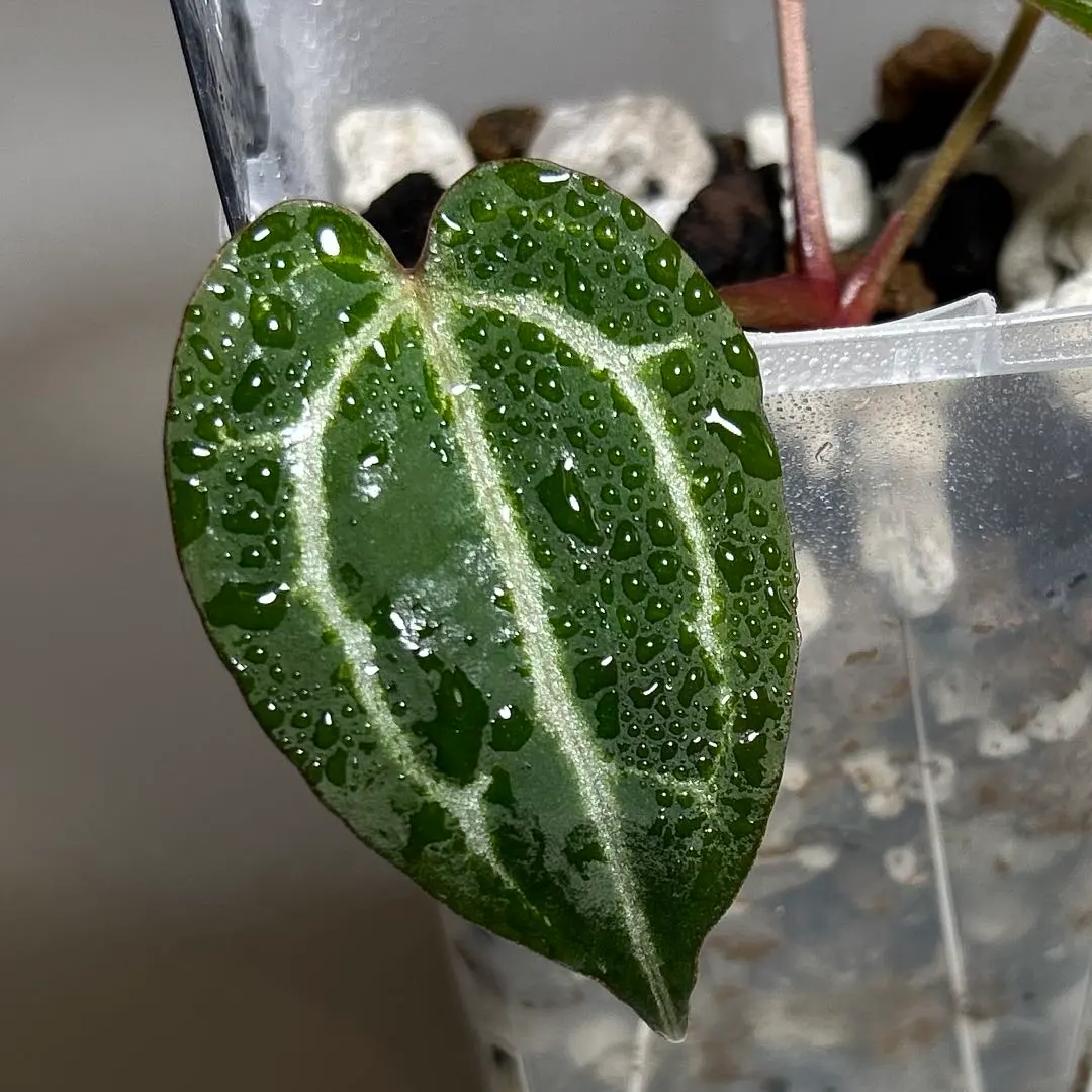 2026年最新】アンスリウムミッシェルの人気アイテム - メルカリ