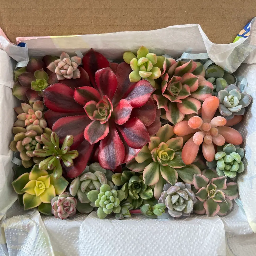 2026年最新】アエオニウム サラダボールの人気アイテム - メルカリ